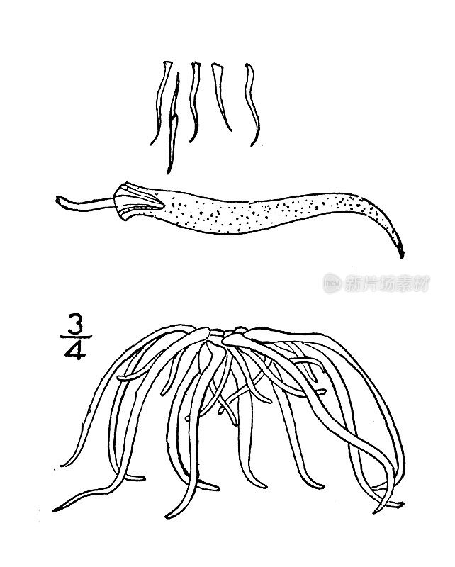 古董植物学植物插图:弗罗里达Wolffiella Floridiana，佛罗里达Wolffiella